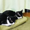の写真