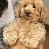 の写真
