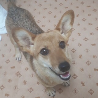 短い足とくりくりな目が可愛いコーギー風のミコちゃん