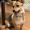短い足とくりくりな目が可愛いコーギー風のミコちゃん サムネイル2