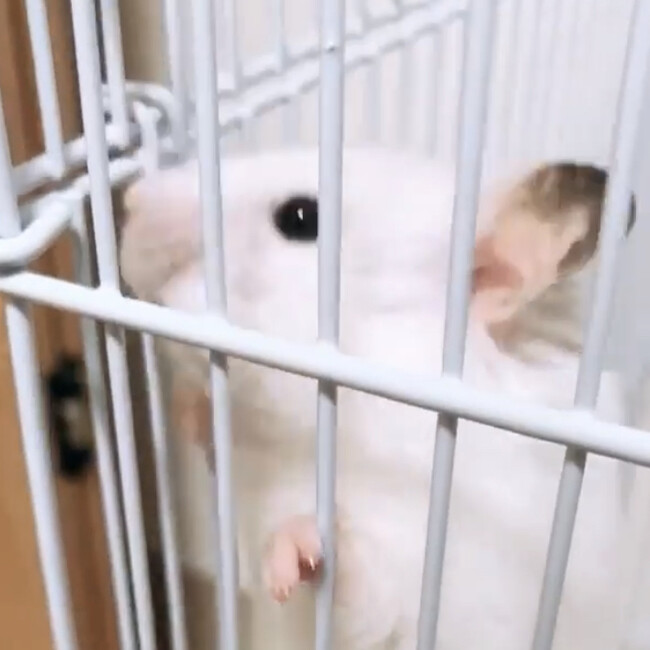 しょーみんのカバー写真