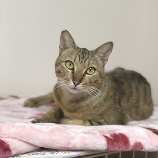 甘えん坊のギジくん