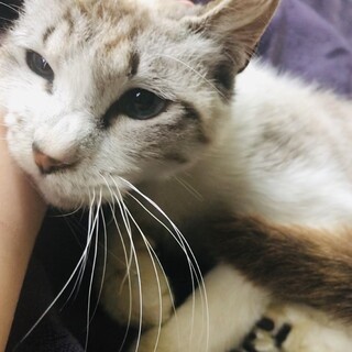 シャムミックスのブルーアイ愈史郎（薄毛）