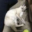 里親探してます