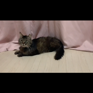 甘々モジャモジャのロッキー