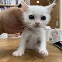 （応募多数で一時中止）綺麗な白猫ちゃん！