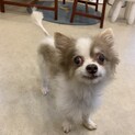 再募集！甘えん坊のチワワくん。