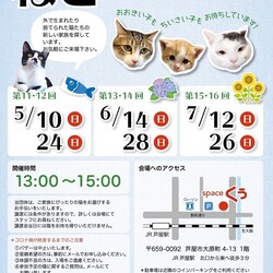 猫の譲渡会in芦屋  サムネイル1
