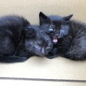 黒猫の子猫兄弟！とてもちっちゃくて可愛いです。