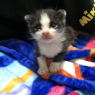 生後１ヶ月未満の可愛い子猫ちゃんです♡