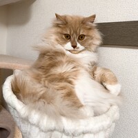 ぱうだー