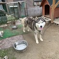 ハスキー4歳（推定）元気な男の子