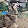 ハスキー4歳（推定）元気な男の子 サムネイル2