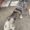 ハスキー4歳（推定）元気な男の子 サムネイル4