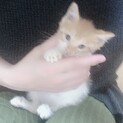 生後2ヶ月の仔猫トラ柄のとってもかわいい男の子