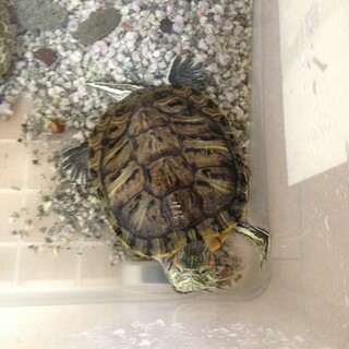 人が大好きな亀ちゃんです！