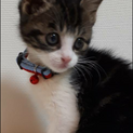 かわいい天使！白きじの ボタンちゃんです