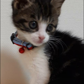 かわいい天使！白きじの ボタンちゃんです