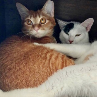 オモチャおやつ大好き白と茶の仲良しペア