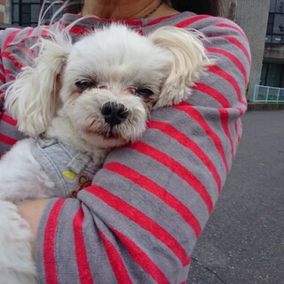 ホルンの家族を探しています