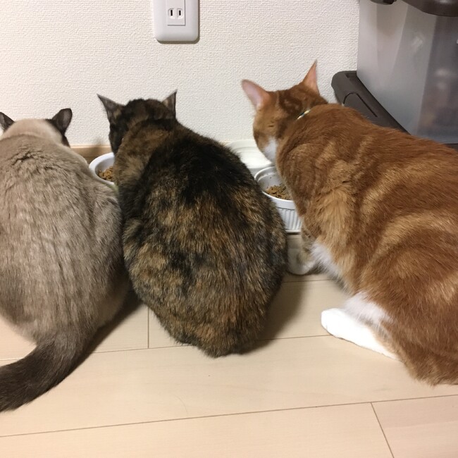 なち508のカバー写真