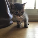 子猫の里親様を募集いたします（4月19日生まれ）