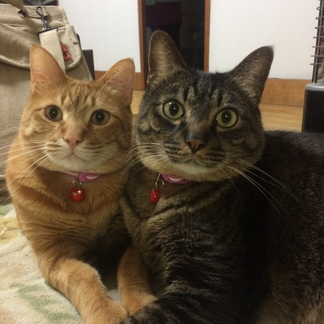 jibouのカバー写真