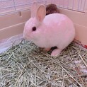 ネザーランドドワーフ