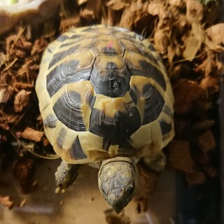 ヘルマンリクガメ