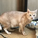 臆病なみたらし君