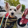 お耳ピーン！が可愛いｳｪｽﾃｨMixあいかちゃん サムネイル2