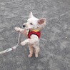 お耳ピーン！が可愛いｳｪｽﾃｨMixあいかちゃん サムネイル5
