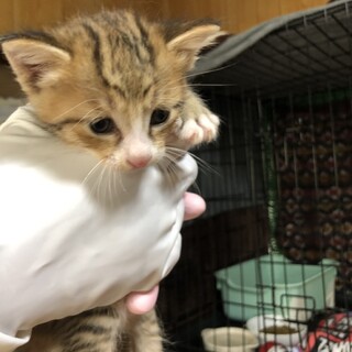 ありがとうございました★可愛い　こねこちゃん　①