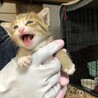 ありがとうございました★可愛い　こねこちゃん　① サムネイル2