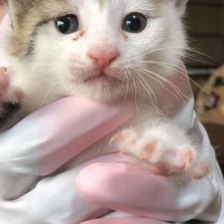 ありがとうございました★可愛いこねこちゃん　③