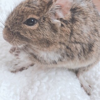 デグー(パイド)女の子里親募集