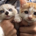 可愛い仔猫たち