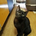 子猫里親募集