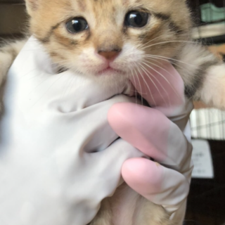 ありがとうございました★可愛い　こねこちゃん　⑥