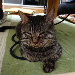 多頭飼育崩壊現場から保護した全盲のイチくん