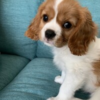 ないと