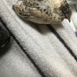 【里親募集】引越しのためヒメウズラ ペア