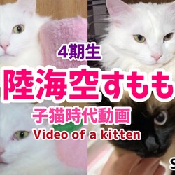 今は懐かし子猫時代