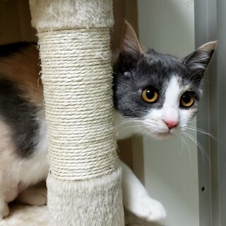 とっても可愛いパステル三毛の子猫ミランちゃん