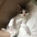 新しい家族が決まりました。ありがとうございました。