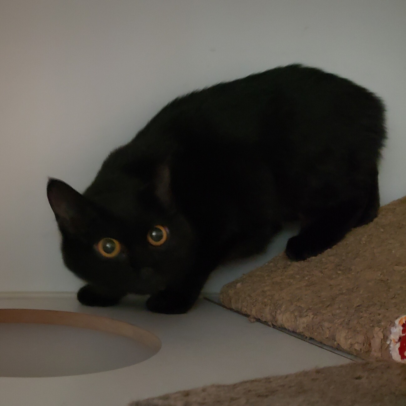 お目目まんまる 怖がりだ 神奈川県 猫の里親募集 ペットのおうち 月間利用者150万人