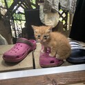 可愛い子猫