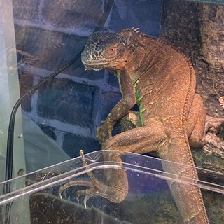 レッドイグアナ