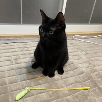 こんぶ