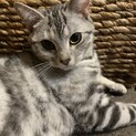 かまってちゃんのスコティッシュです。撫でられ願望◎